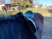 Selle dressage Thorowgood