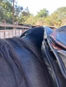 Selle de dressage