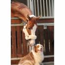 Licol Soft One - Crème