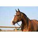 Bridon Liberty - Collection One - Jump'in