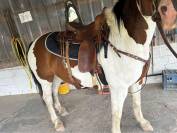 selle western