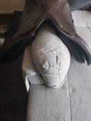 Selle wintec Bates wild  Sc mixte cuir 18