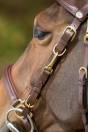 Bridon - Licol Combo HFI