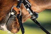 Bride de dressage Weymouth HFI