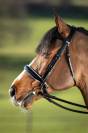 Bride de dressage Weymouth HFI