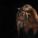 Licol Rambo Micklem - Horseware - &eacute;lastique r&eacute;glable