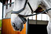 Bridon Micklem 2 Multi-brides - Horseware - Briderie