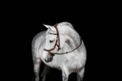Bridon Micklem 2 Multi-brides - Horseware - Briderie
