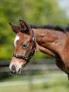 Licol cuir noir foal - HFI - surpiq&ucirc;res cr&egrave;me