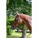 Bridon Monday muserolle combinée - Collection Week - Jump in