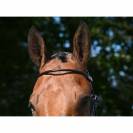 Bridon Wednesday muserolle combinée - Collection Week - Jump'in