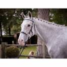 Bridon Hackamore - Collection week - Jump in