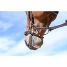 Muserolle allemande - Jump'in