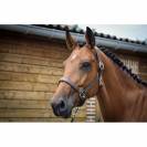 Licol Fancy - Collection One - Jump in