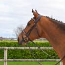 Bridon Clincher - Collection One Premium - Jump in