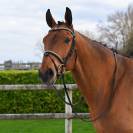 Bridon Clincher - Collection One Premium - Jump in