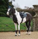 Tapis dressage Loire Lemieux