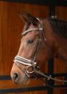 Bridon chique Harry's horse