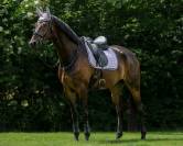 Tapis de dressage Denver QHP