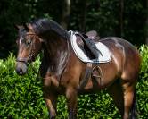 Tapis de dressage Denver QHP