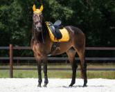 Tapis de dressage Denver QHP