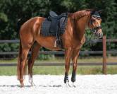 Tapis de dressage Denver QHP