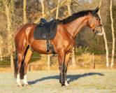 Tapis de selle Hailyn QHP