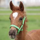 Licol poulain réglable - Harry's horse