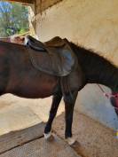 Vente selle de dressage CWD