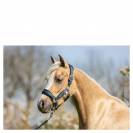 Licol et longe br mini horse - br - confort n&eacute;opr&egrave;ne