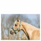 Licol et longe br mini horse - br - confort n&eacute;opr&egrave;ne