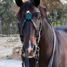 X-frontalera Shield Lazypony, X browband