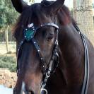 X-frontalera Shield Lazypony, X browband