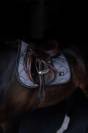 Tapis de selle Winter Shadow MIXTE - Equestrian Stockholm
