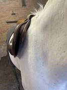 A VENDRE SELLE BRUNO DELGRANGE 17,5