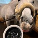 BEEFLEX Noir - Onguent hivernal pour sabots humides