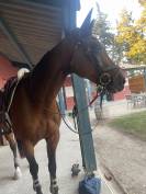 Selle CWD Mademoiselle 2Gs