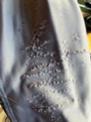 Pantalon équitation enfant taille 14 ans