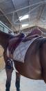 Tapis de dressage PS of Sweden