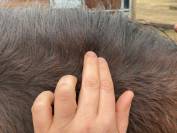 Lotion DERFEN Clear Animaderm