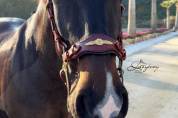 Hackamore baroco artesanal Lazypony / baroque hackamore