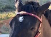 Frontalera clásica barroca Lazypony / Baroque browband