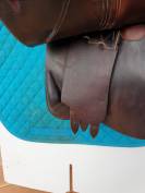 Selle Devoucoux mixte havane 17'5