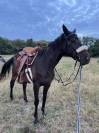 Selle western 17.5