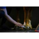 Huile pour sabots hoof dressing - Kevin Bacon's - 100% naturelle