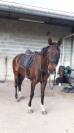 Selle de dressage Vincent Gaffet