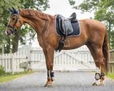 Protège-Boulets Shetland QHP