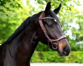 Bridon technique Faysport Presteq