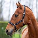 Licol Nena - HV POLO