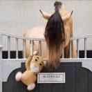 Jouet de box Teddy copain de box - IMPERIAL RIDING